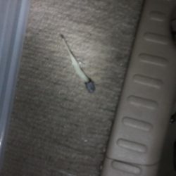 連日のアジング